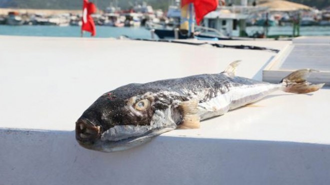 İzmir de 15 ilçede balon balığı alımı yapılacak