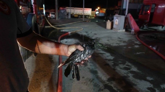 İzmir de atölyede yangın: İtfaiye erleri güvercini kurtardı