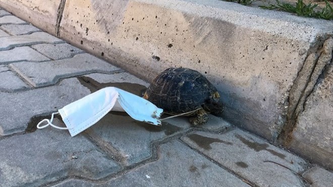 İzmir de ayağına maske takılan kaplumbağayı çocuklar kurtardı