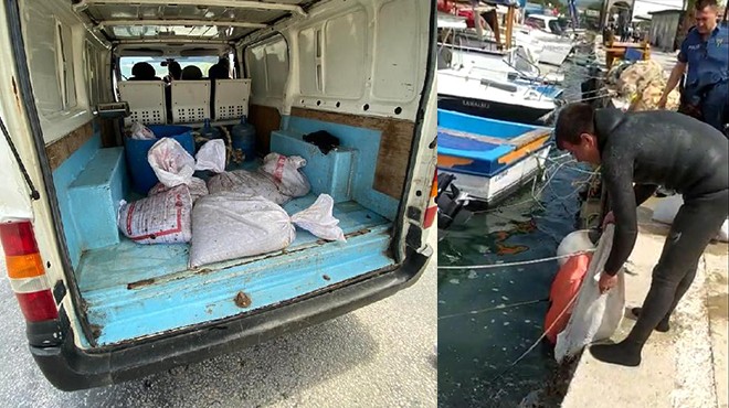 İzmir de deniz patlıcanı avlayan 6 kişiye 44 bin 574 TL ceza