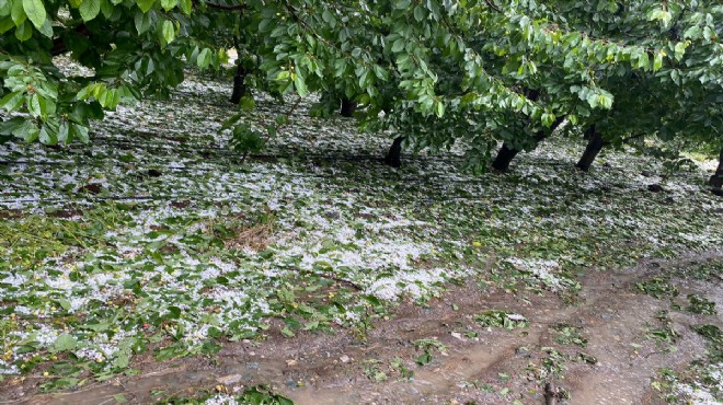 İzmir de dolu yağışları tarıma zarar verdi!