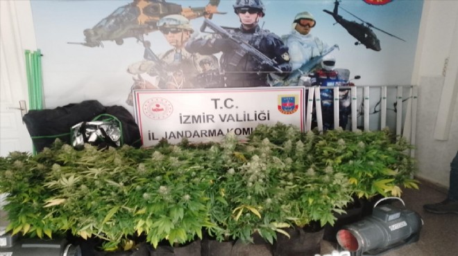 İzmir de evde kenevir yetiştiren şüpheli tutuklandı