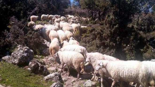 İzmir de ilginç olay: Koyunlar firar mı etti, yoksa çalındı mı?