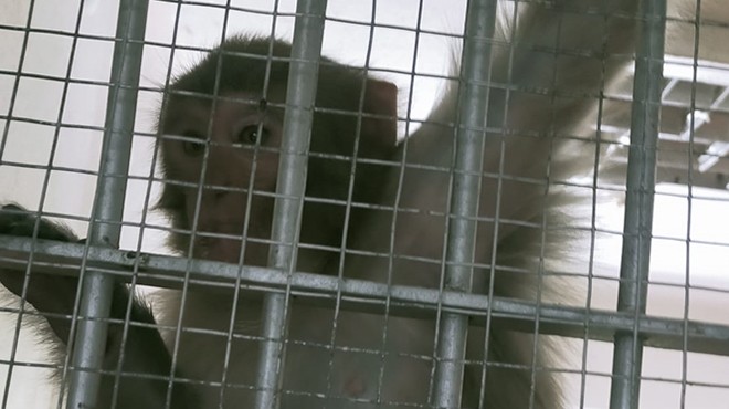 İzmir de maymunun ısırdığı çocuk hastaneye kaldırıldı