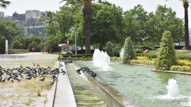 İzmir de sokak hayvanları süs havuzlarında serinledi