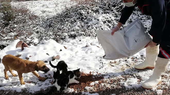 İzmir de sokaktaki canlara 100 ton mama dağıtıldı