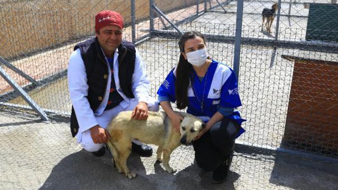 İzmir de tüfekle vurulan köpek 1 aylık tedaviyle yaşama tutundu!