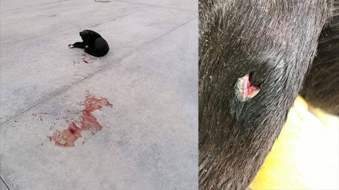 İzmir’de vahşet: Köpeği silahla vurup kaçtı!