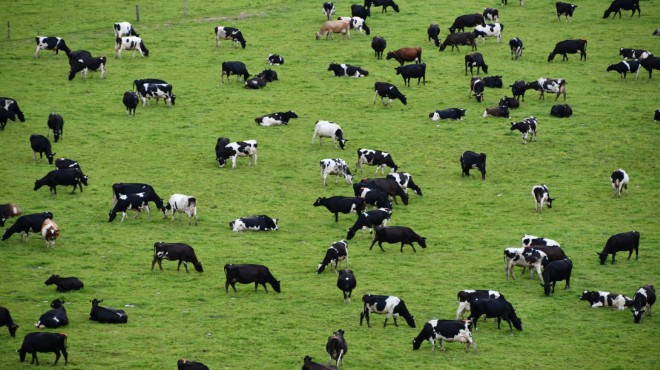 İzmir’deki köklü kooperatifin başkanı tehlikeyi anlattı: Ata toprağını satmaktansa süt ineklerini satıyorlar!