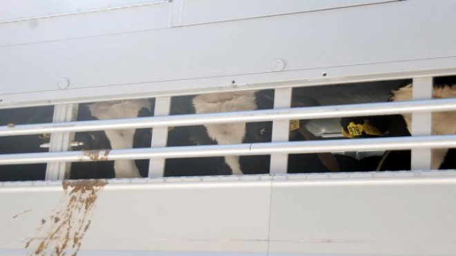 İzmir’e Uruguay’dan damızlık inek geldi