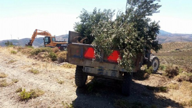 İzmir in cennet köşesinde zeytin katliamı: Kesilen her ağaç için ayrı mücadele!