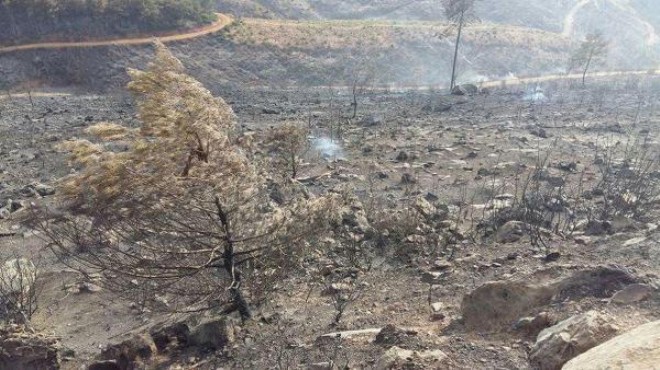 İzmir in ciğerleri yandı: Tam 500 hektar!