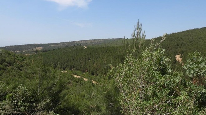 İzmir in dağlarında eko-kırım... 1,7 milyon ağaç kesilecek!