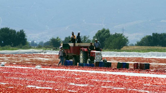 İzmir in en şanslı ilçesi... Her yıl çiftçiye 62 milyon gelir!