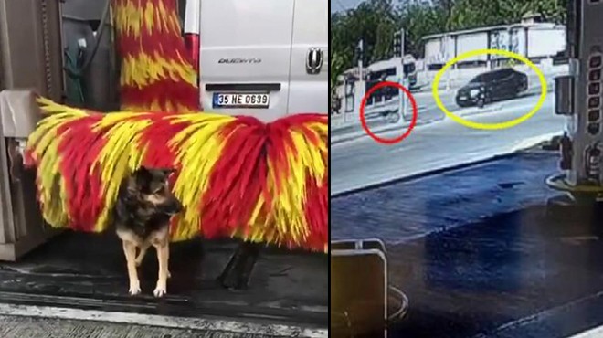 İzmir in fenomen köpeği Linda ya araba çarptı