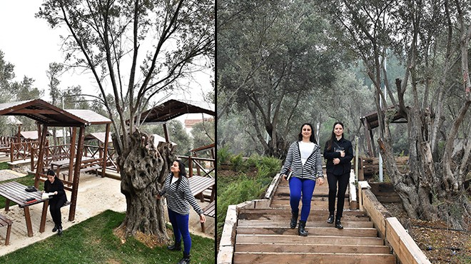 İzmir in zeytin kokulu parkı açılıyor