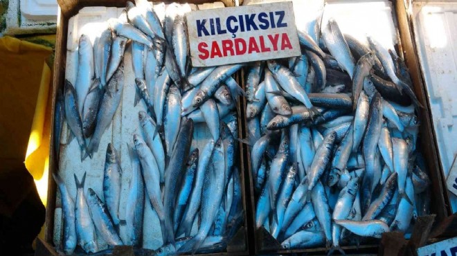İzmirli balıkçıların başkanı şimdiden uyardı... 1 kilo sardalya 150 TL!