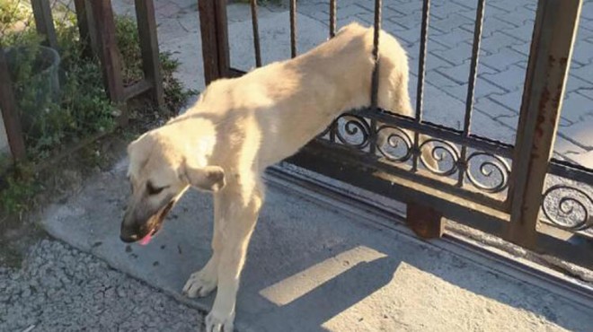 Kapıya sıkışan köpeği itfaiye kurtardı