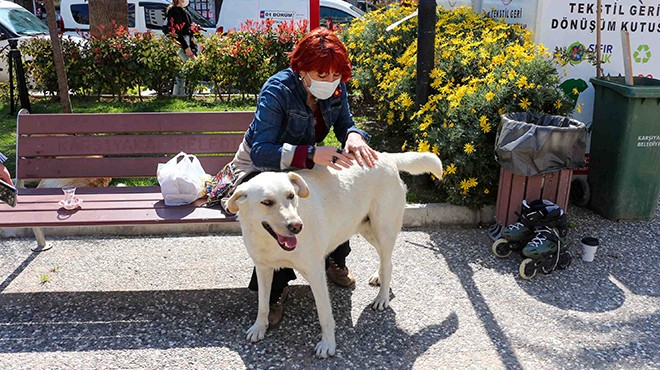 Karşıyaka da bir ilk: Sokak köpeklerine rehabilitasyon