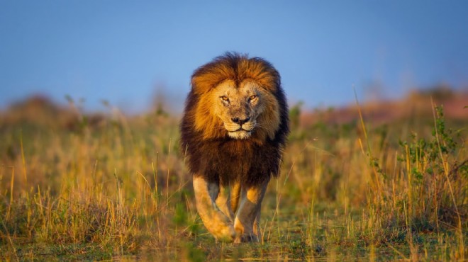Kenya da aç kalan aslanlar yerleşim yerlerine saldırıyor