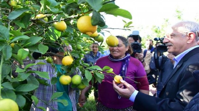 Kılıçdaroğlu, Muğla da limon hasadında