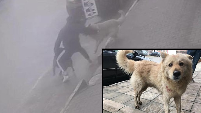Köpeğine saldıran sokak köpeğini bıçakladı