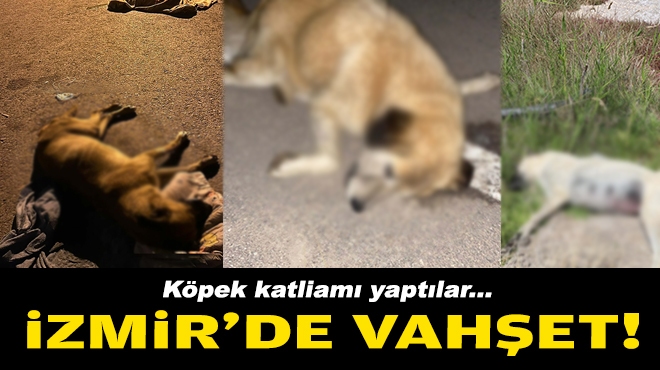 Köpek katliamı yaptılar... İzmir'de vahşet!