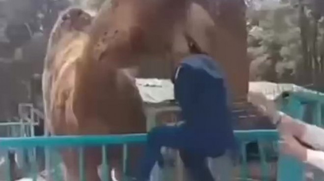 Korku dolu anlar... Küçük çocuğa deve saldırısı!