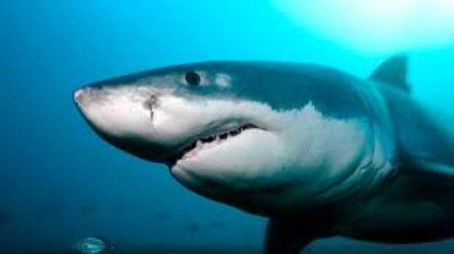 Korkutan iddia: Bir doz aşı için 250 bin köpekbalığı katlediliyor