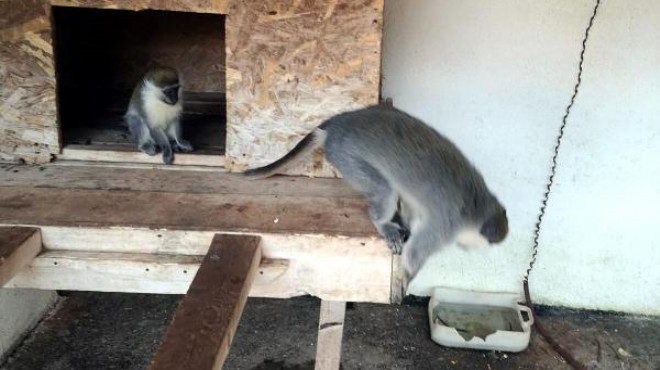Köyceğiz de operasyon: Tarihi eserler ile 3 maymun yakalandı