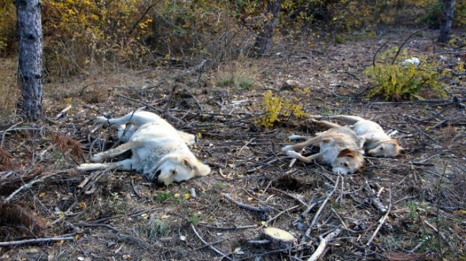 Köyde hayvanlar zehirlenerek öldürüldü