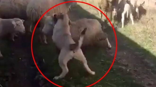 Koyunu, köpeğe boğduran kişiye 947 lira ceza