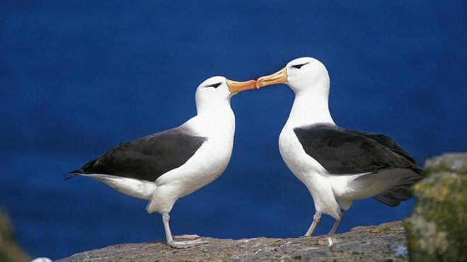 Küresel ısınma albatrosların yuvasını yıkıyor