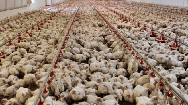 Kuş gribi paniği: 10 milyon tavuk itlaf edildi!