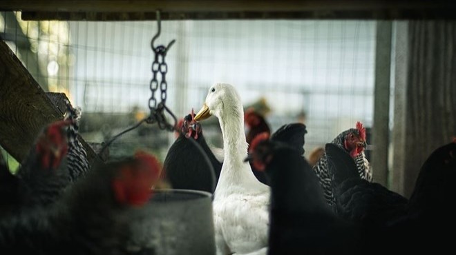 Kuş gribi paniği: 9 bin hayvan itlaf edilecek