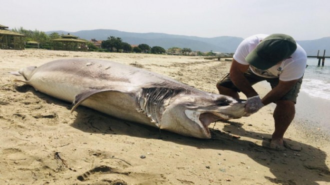Kuşadası nda sahile ölü köpek balığı vurdu