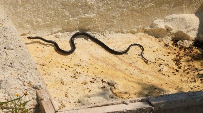 Kuşadası nda siyah yılan endişesi: Sakın öldürmeyin!