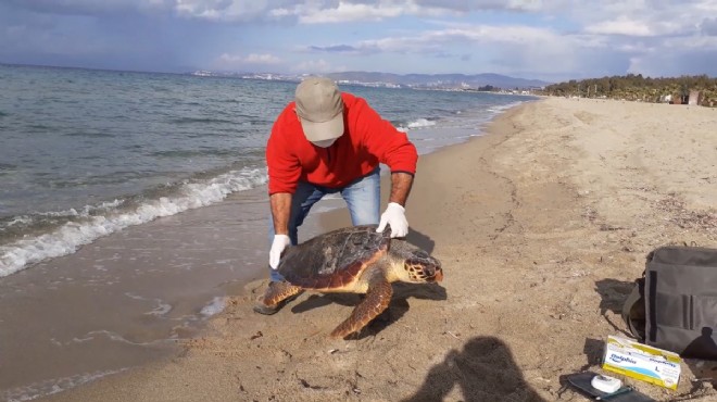 Kuşadası nın iki deniz kaplumbağası ölü bulundu