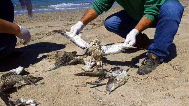 Kuşadası Sahili nde 24 yelkovan kuşu ölü bulundu