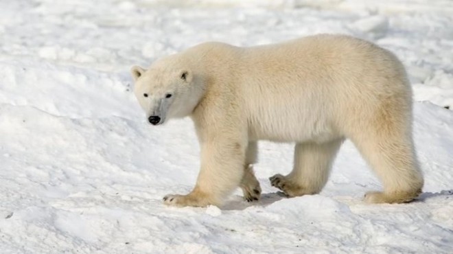Kutup ayısı, bir kadın ve bir çocuğu öldürdü
