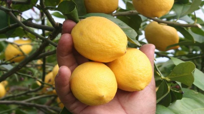 Limonun kilosu tarlada 1,5 TL’ye düştü