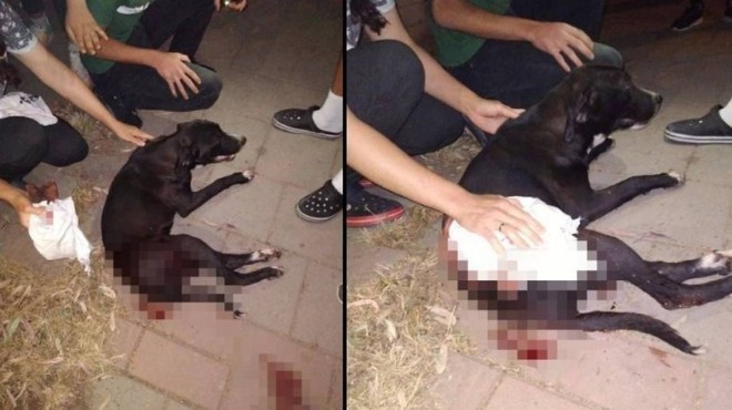 Magandalar İzmir de sokak köpeğini vurdu