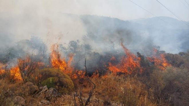 Manisa da orman yangını: Havadan ve karadan müdahale!