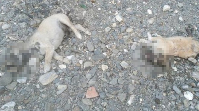 Manisa da vahşet: Yavru köpekler katledildi!