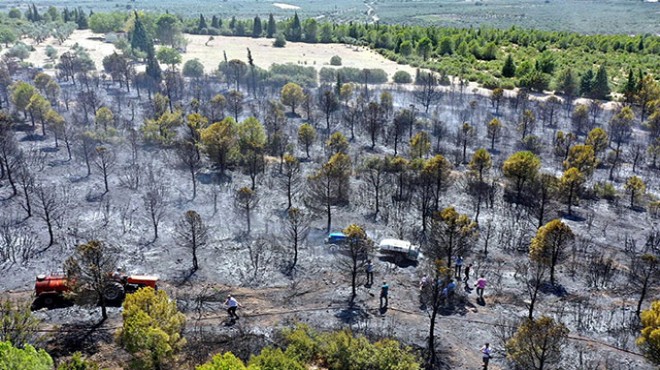 Manisa daki yangında 2 hektar küle döndü!