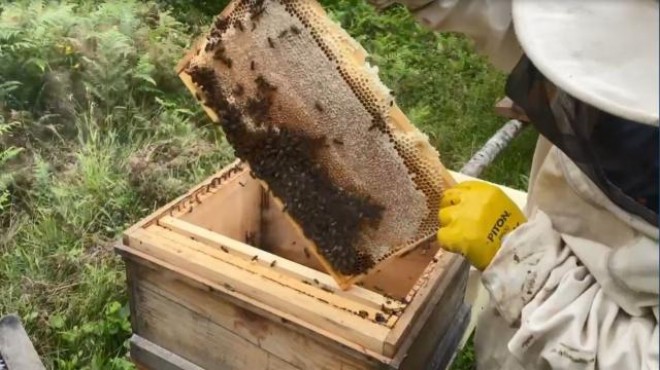 Marmaris Milli Parkı arılara yuva oldu