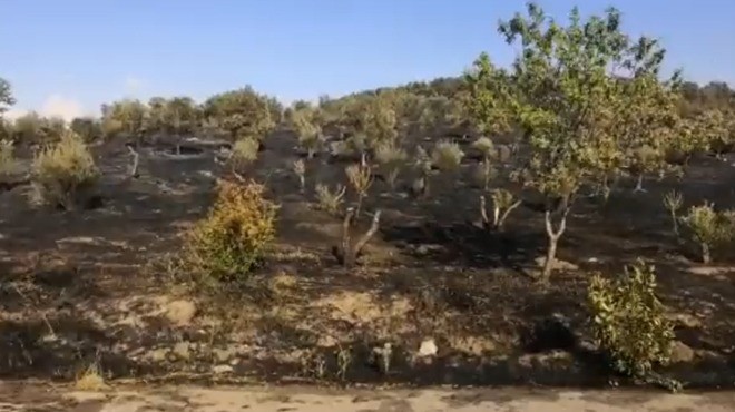 Matematik Köyü nde büyük yangın! 40 dönüm zeytin ağacı kül oldu