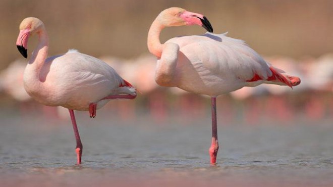 Mavişehir’e Flamingo Doğa Parkı geliyor