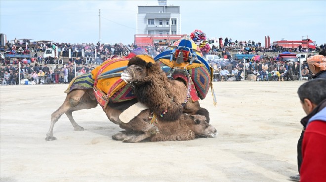 Menemen de deve güreşi festivali!