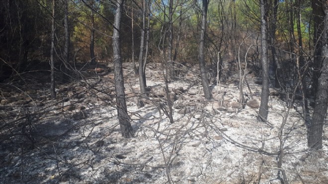 Muğla da çıkan orman yangını söndürüldü